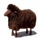 Preview: sheep, small, brown fur, teak bated wood