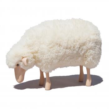 sheep, small, grazing, curly white fur, beech wood